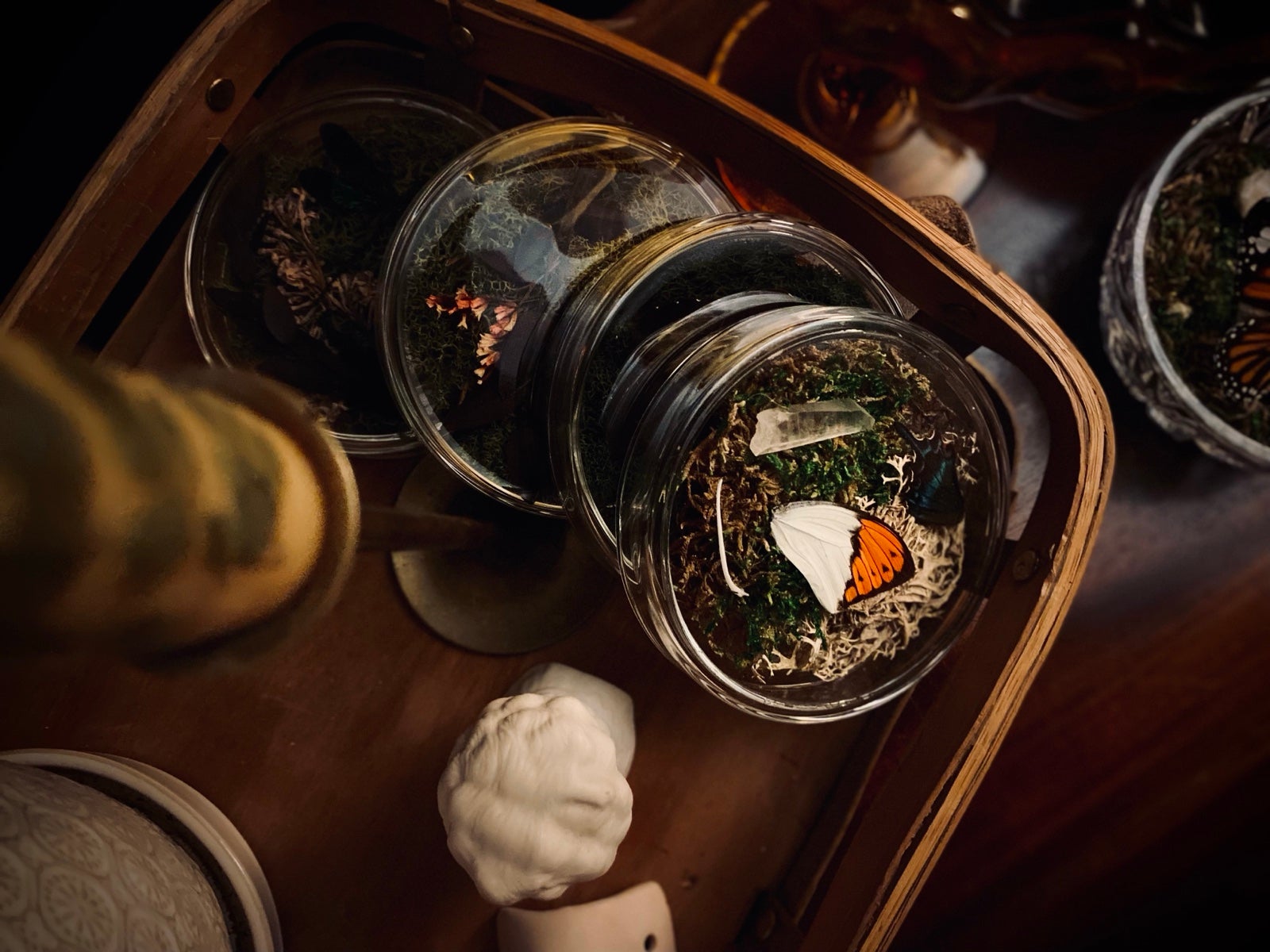 Curio Butterfly Petri Dish Display