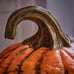 Halloween Giant 21 inch rotten patch grimacing LED jack o’lantern pumpkin NEW