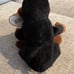 Ty Beanie Baby congo