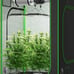 Indoor grow tent + used pink light