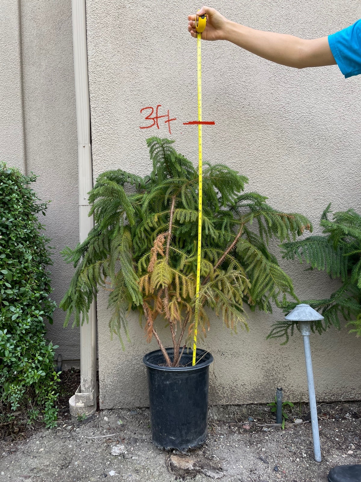 2 Norfolk Pine Live Plants