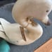 Ducks from Smith and Hawkin