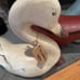 Ducks from Smith and Hawkin