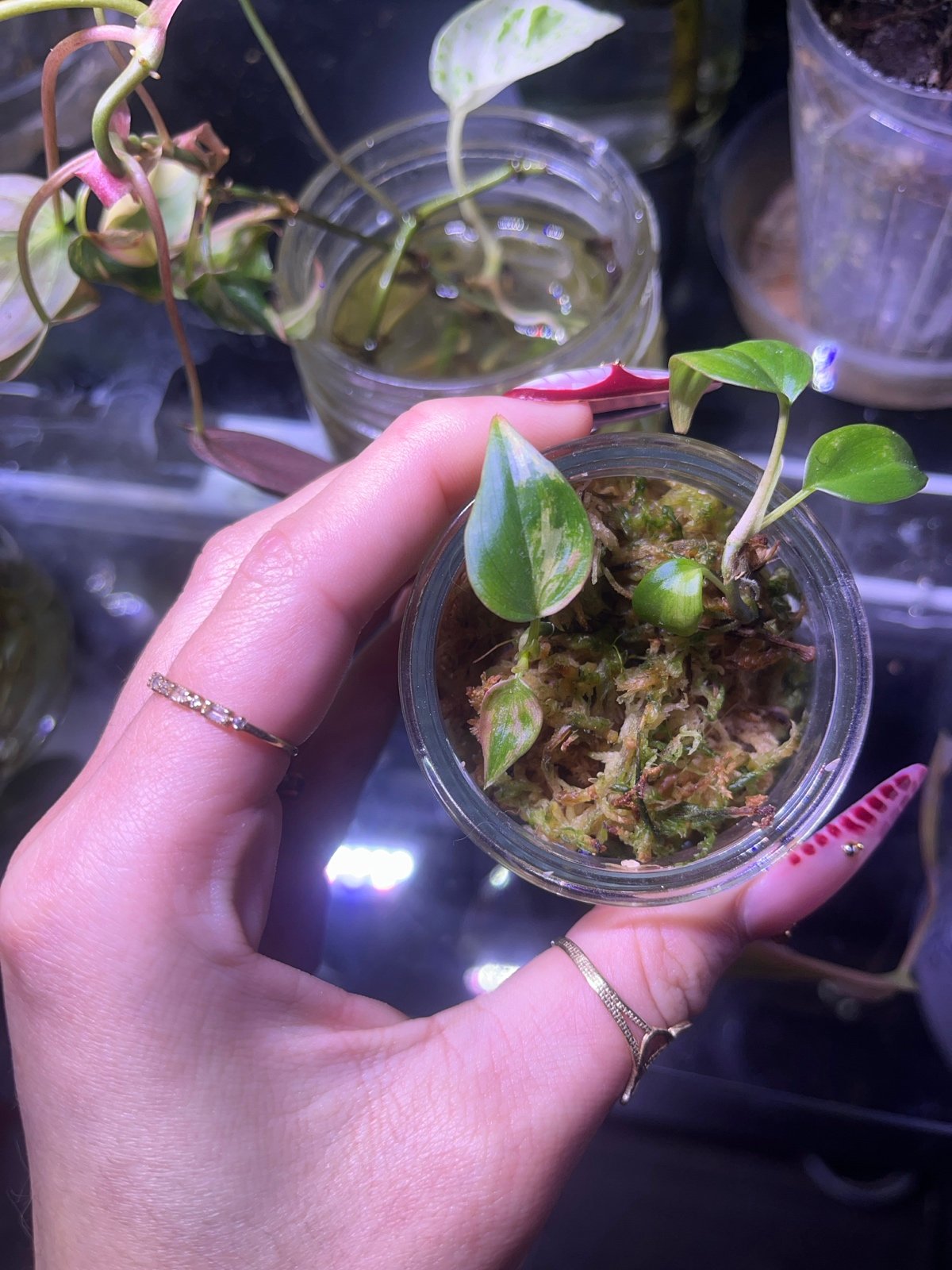 Variegated micans