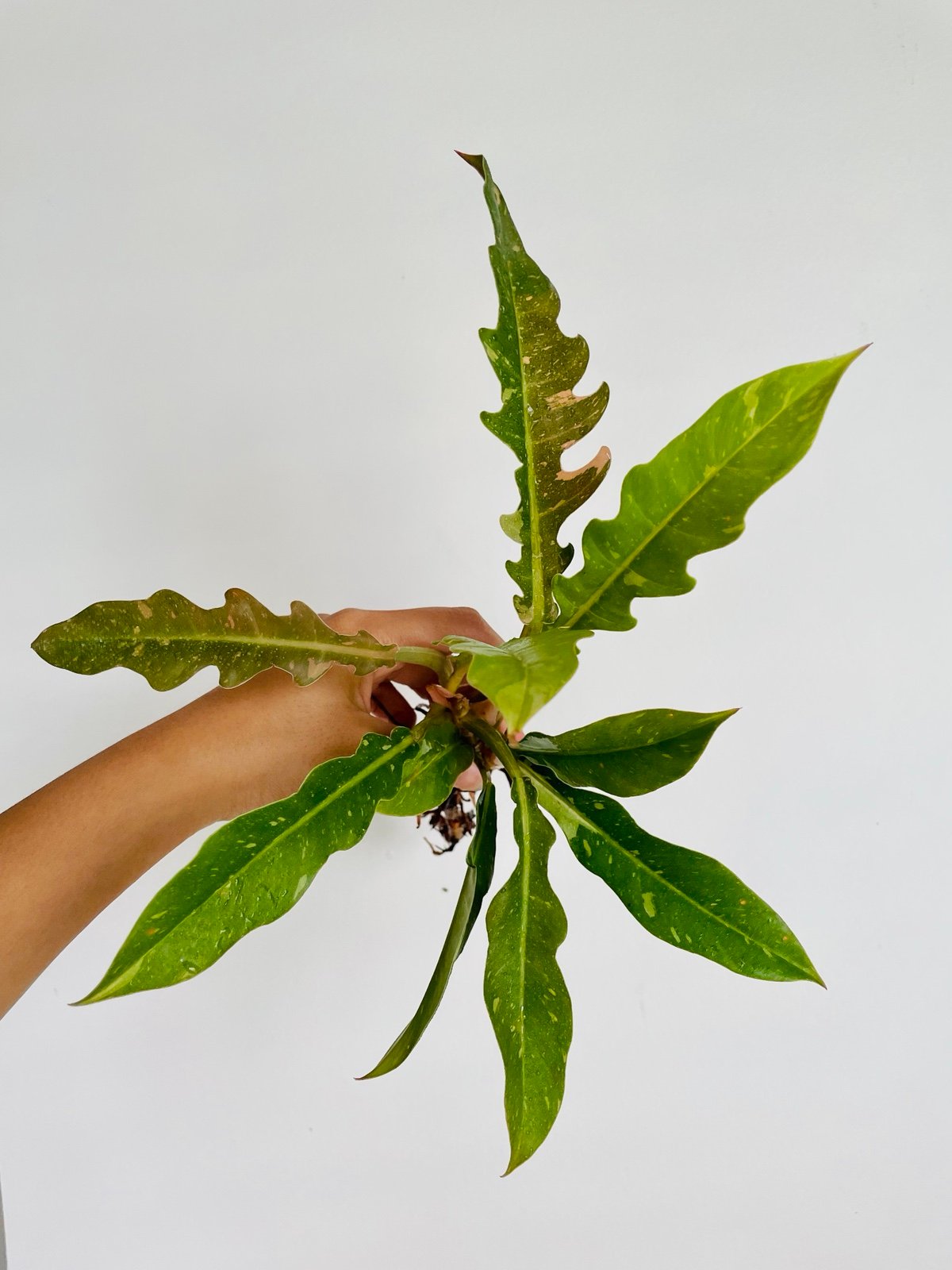 Philodendron Ring of Fire Highly Variegated Top Cuttings