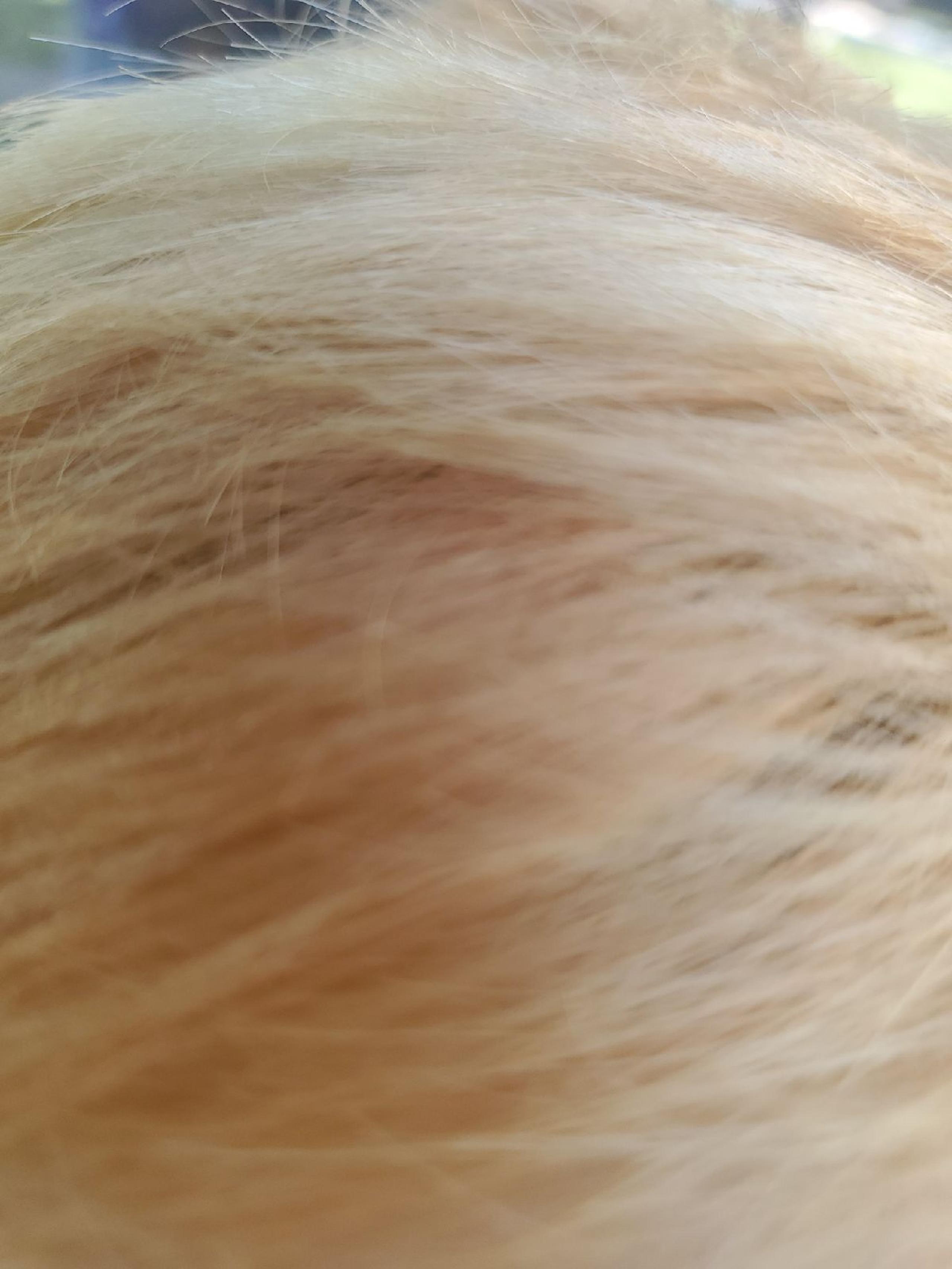 Hair