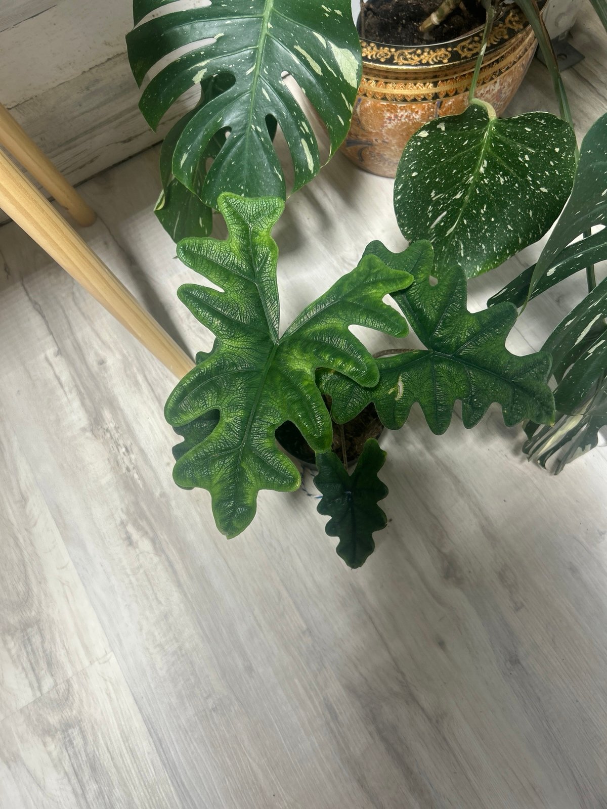 Alocasia Jacklyn