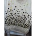 Tory Burch Enid Shell Embellished Tulle Nude Tank, Top Women Size 8 NWT