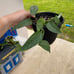 Cebu Blue Pothos