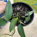 Cebu Blue Pothos