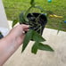 Cebu Blue Pothos