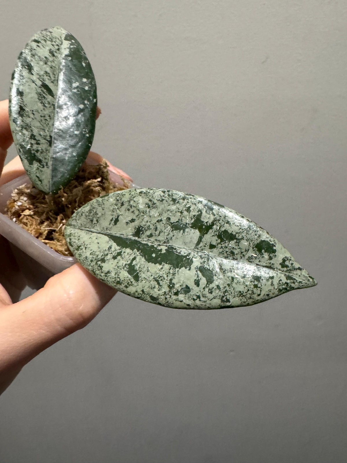 hoya wilbur graves Russia cutting, super silver. exact plant