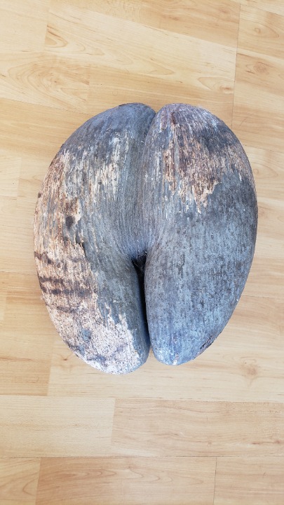 Coco de Mer Coconut