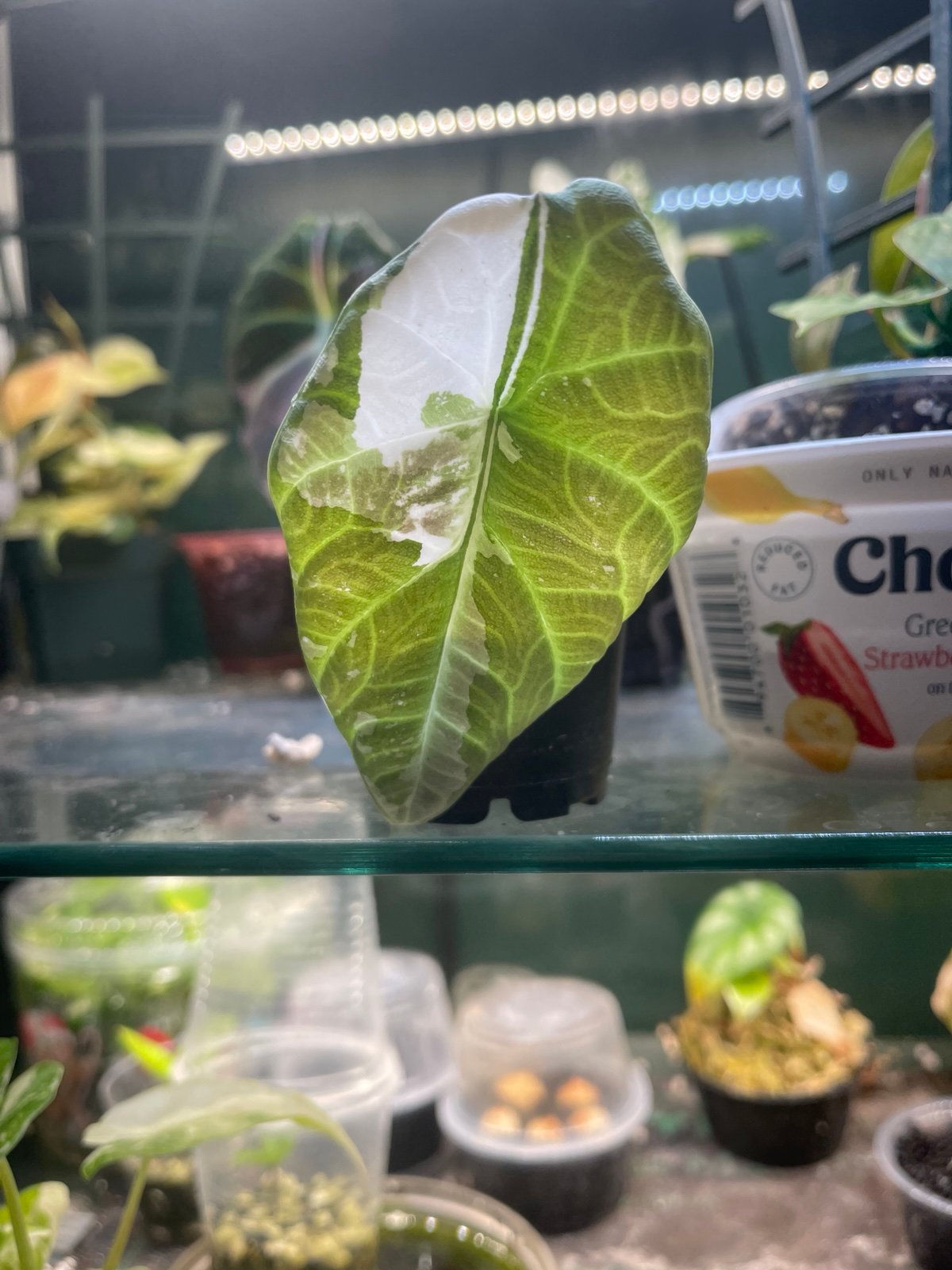 Alocasia Maharani Albo Corm