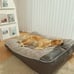 Cozy & Washable Pet Bed for Dogs and Cats - Non-Slip Bottom, Thick Polyester XL
