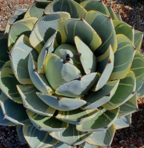 Agave Orizaba - Starter Plant
