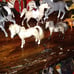 Vintage Horses with arena