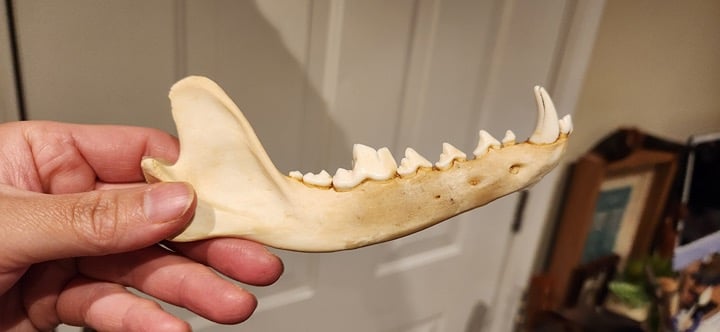 Real Authentic Coyote Jaw Bones Taxidermy Pair w/Teeth