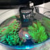 3.5 Gallon Fish Tank