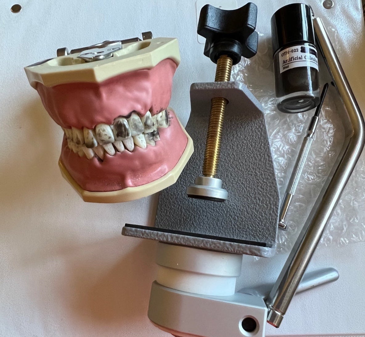 Typodont dental with mount