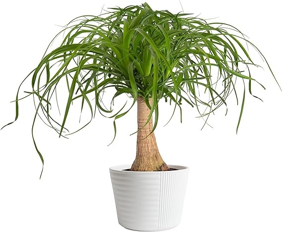 Live Indoor Plant Ponytail Palm Bonsai Easy to Grow in Indoors Garden 1-2 Feet