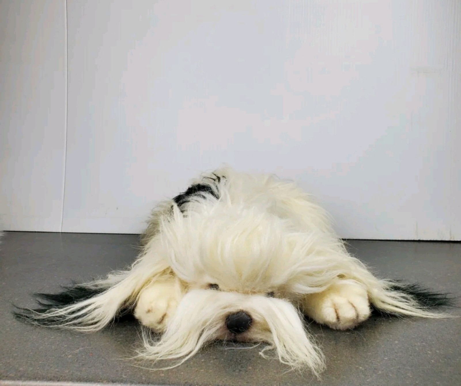 Vtg Avanti 1985 White Black Realistic Life Size Lhasa Apso Dog Plush 20