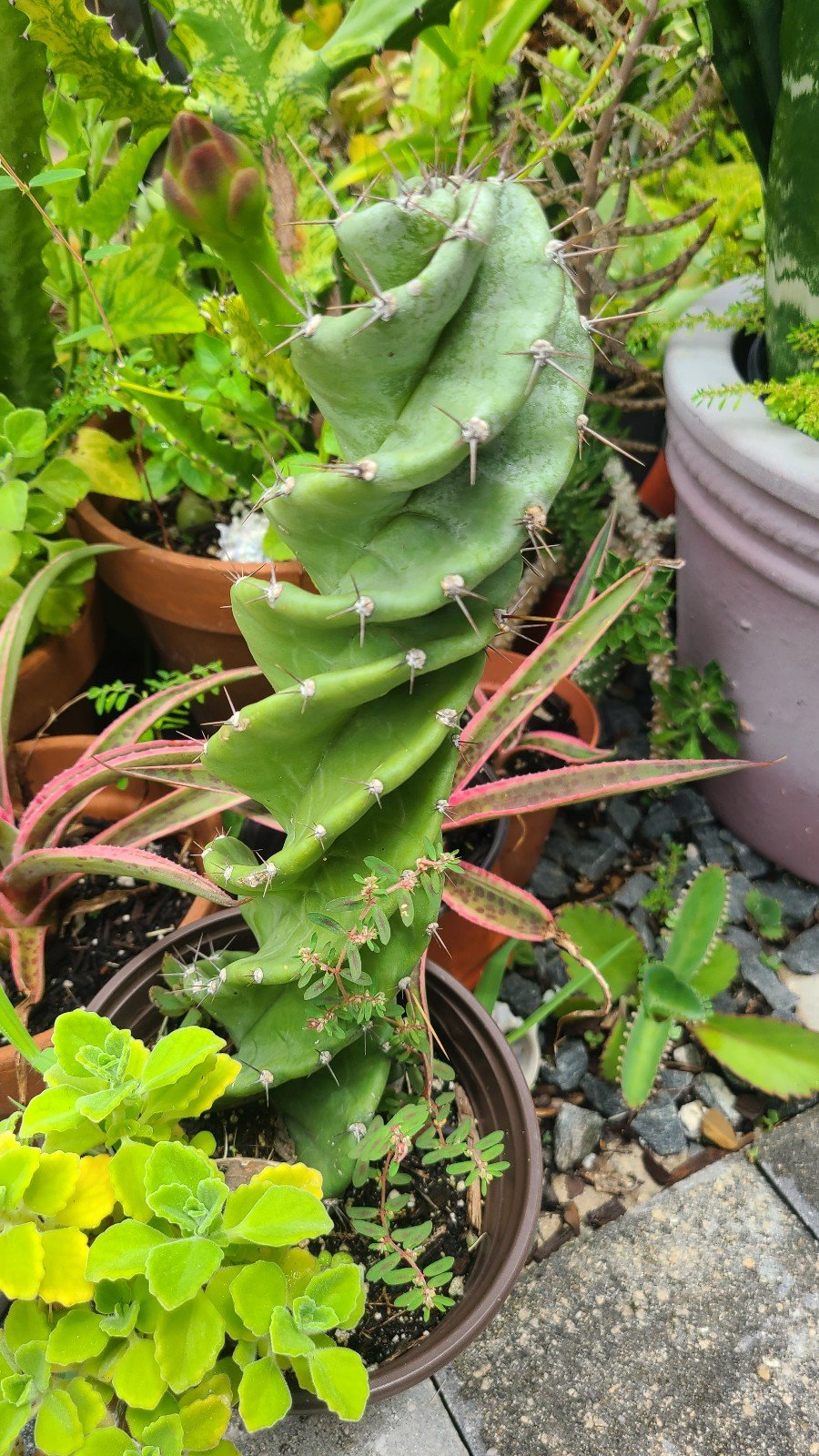 Spiral cactus ****Firm price