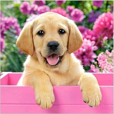 5D Dog Diamond Painting kit for Adult 14x14inch