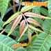 3 oz North Red Chinese Toon Seeds- XiangChunYa, Chinese Cedar|Non-GMO, Heirloom