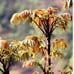 3 oz North Red Chinese Toon Seeds- XiangChunYa, Chinese Cedar|Non-GMO, Heirloom