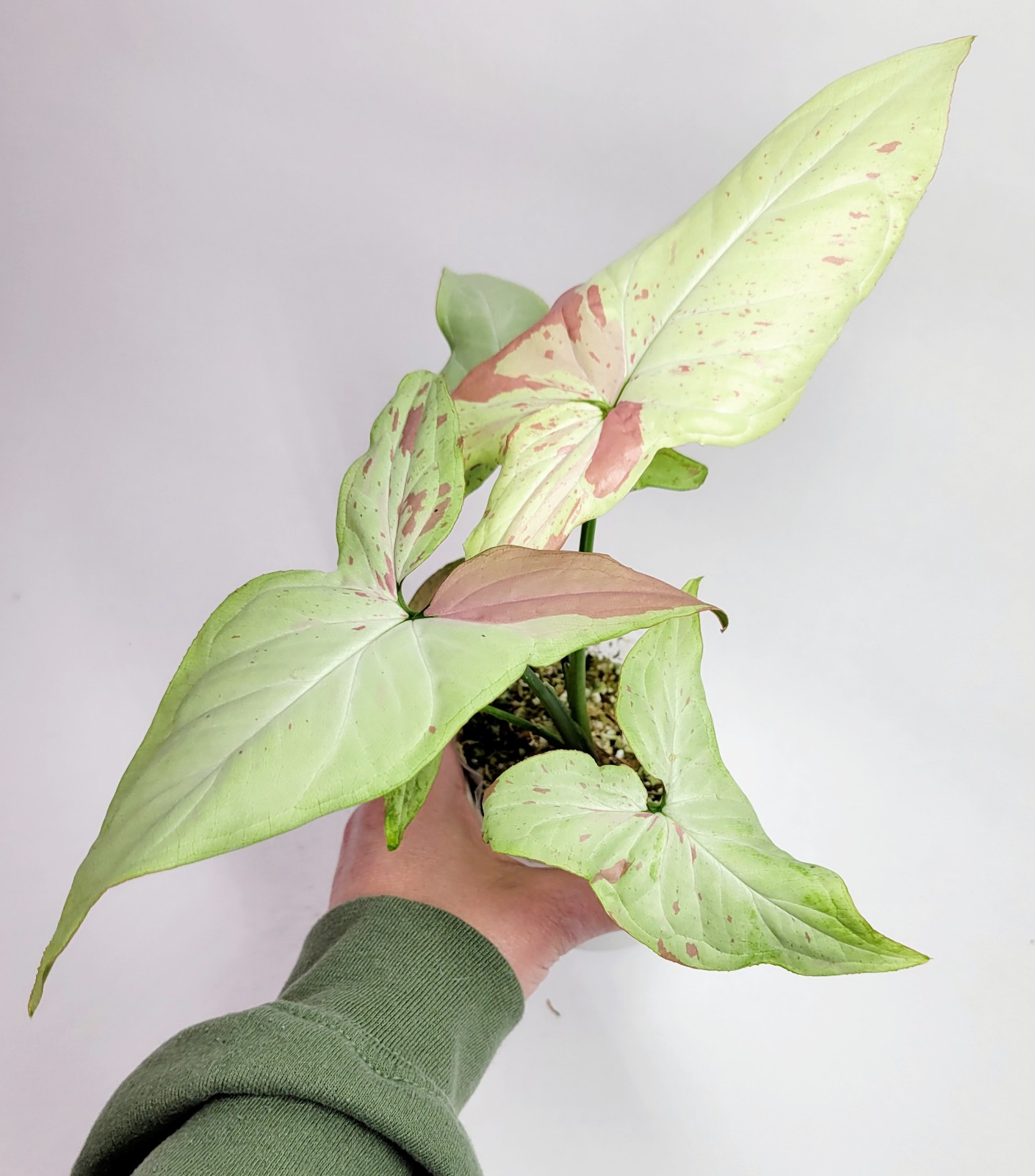 Strawberry Milk Syngonium