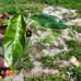 Philodendron Patriciae