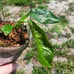 Philodendron Patriciae