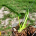 Philodendron Patriciae