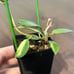 Hoya Lacunosa Minara