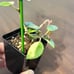 Hoya Lacunosa Minara