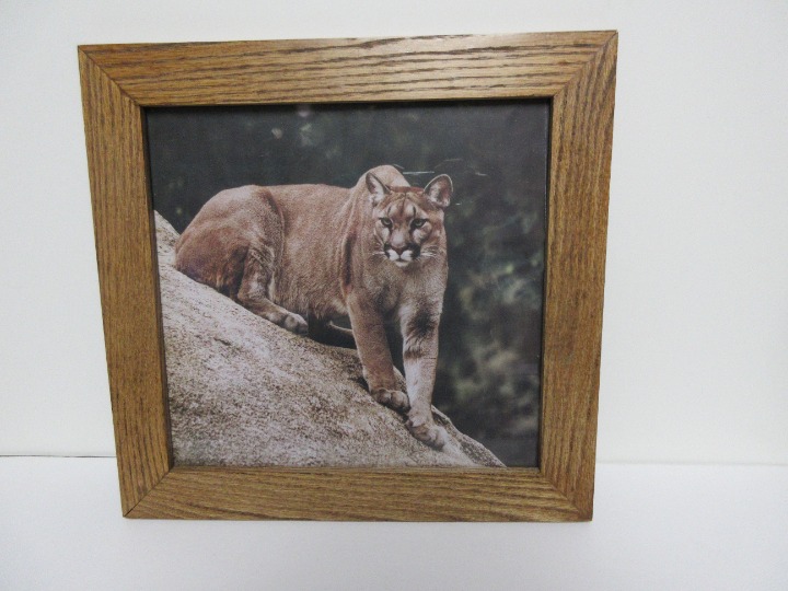 Cougar Portrait Poster Photo Print Cat Puma Mountain Lion Wildcat Nature Picture