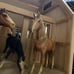 Miniature wooden horse barn with stables Now with 4 Horses !!