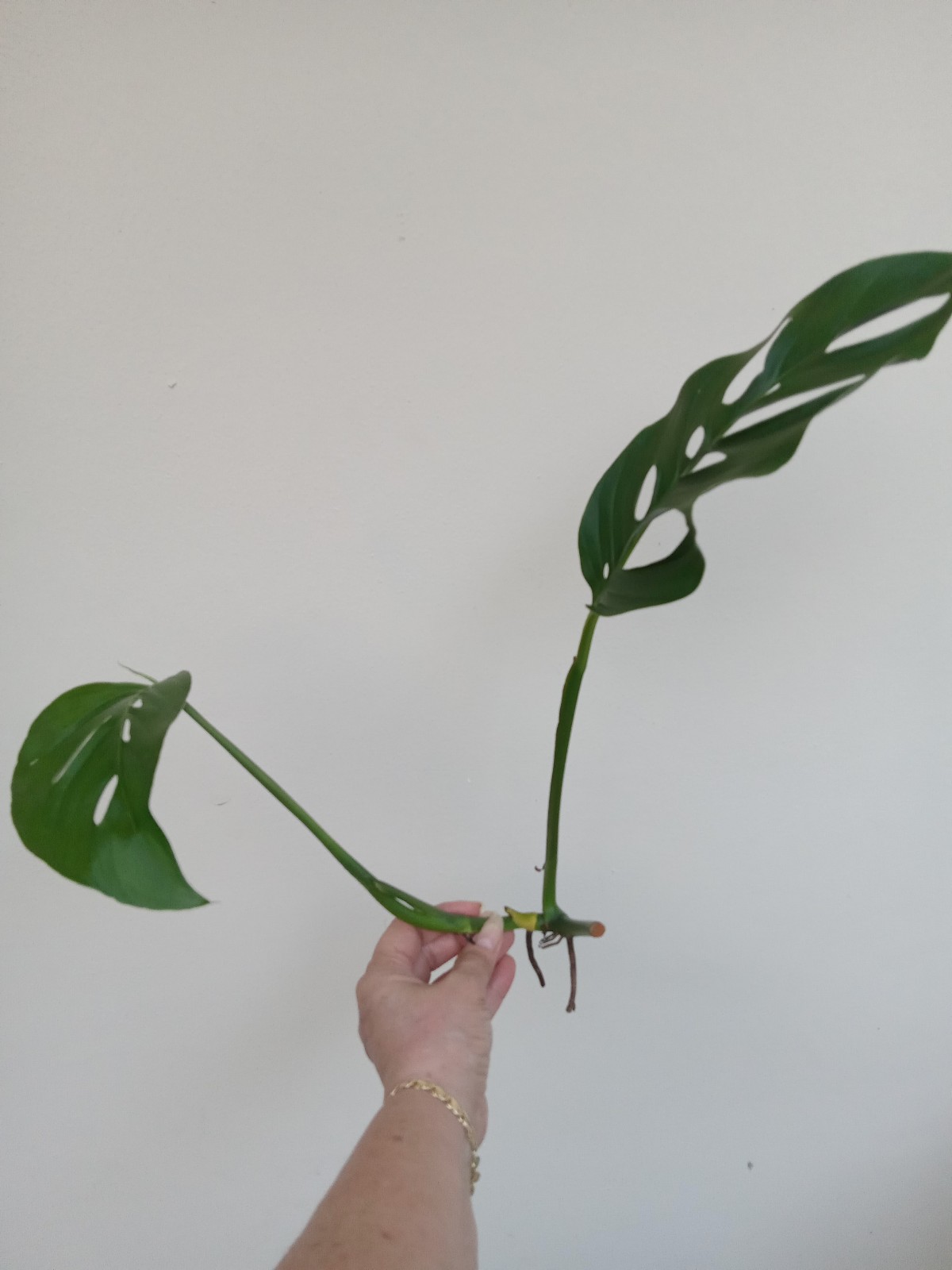 Monstera Esquelto D
