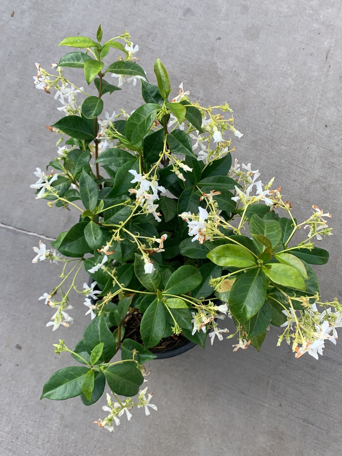 Star jasmine white for liliana