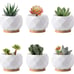 6 assorted varieties of different live succulents with with ceramic pots