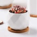 6 assorted varieties of different live succulents with with ceramic pots
