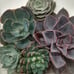 6 assorted varieties of different live succulents with with ceramic pots