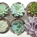 6 assorted varieties of different live succulents with with ceramic pots
