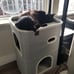 2-Storey Cat House for Indoor Cats Bed, Covered Cat Beds & Furniture