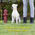 Dog Fire Hydrant Garden Statue with 2 Stakes, 16 Inches