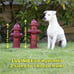 Dog Fire Hydrant Garden Statue with 2 Stakes, 16 Inches