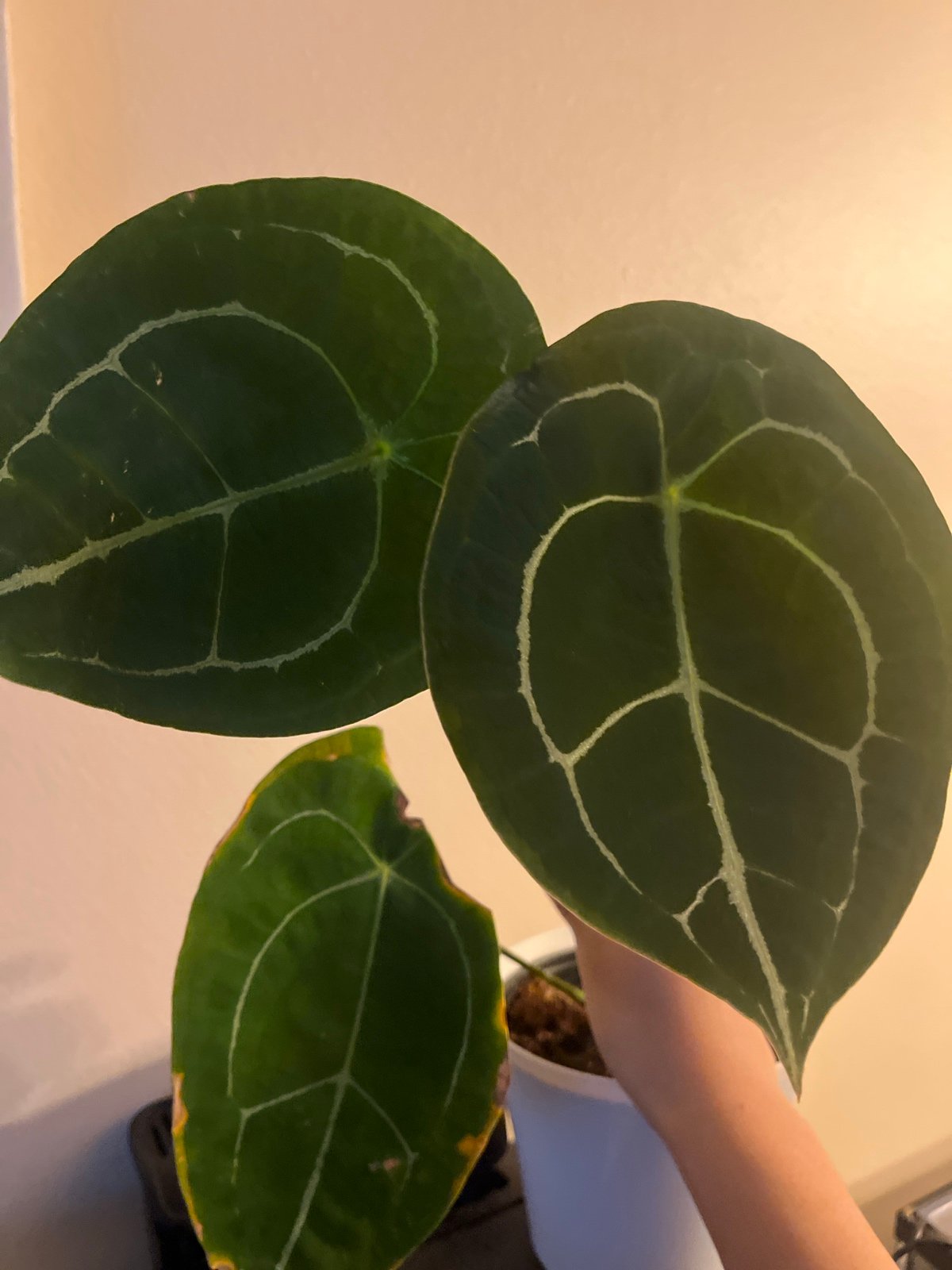 anthurium forgetii