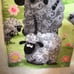Window valance and growth chart set