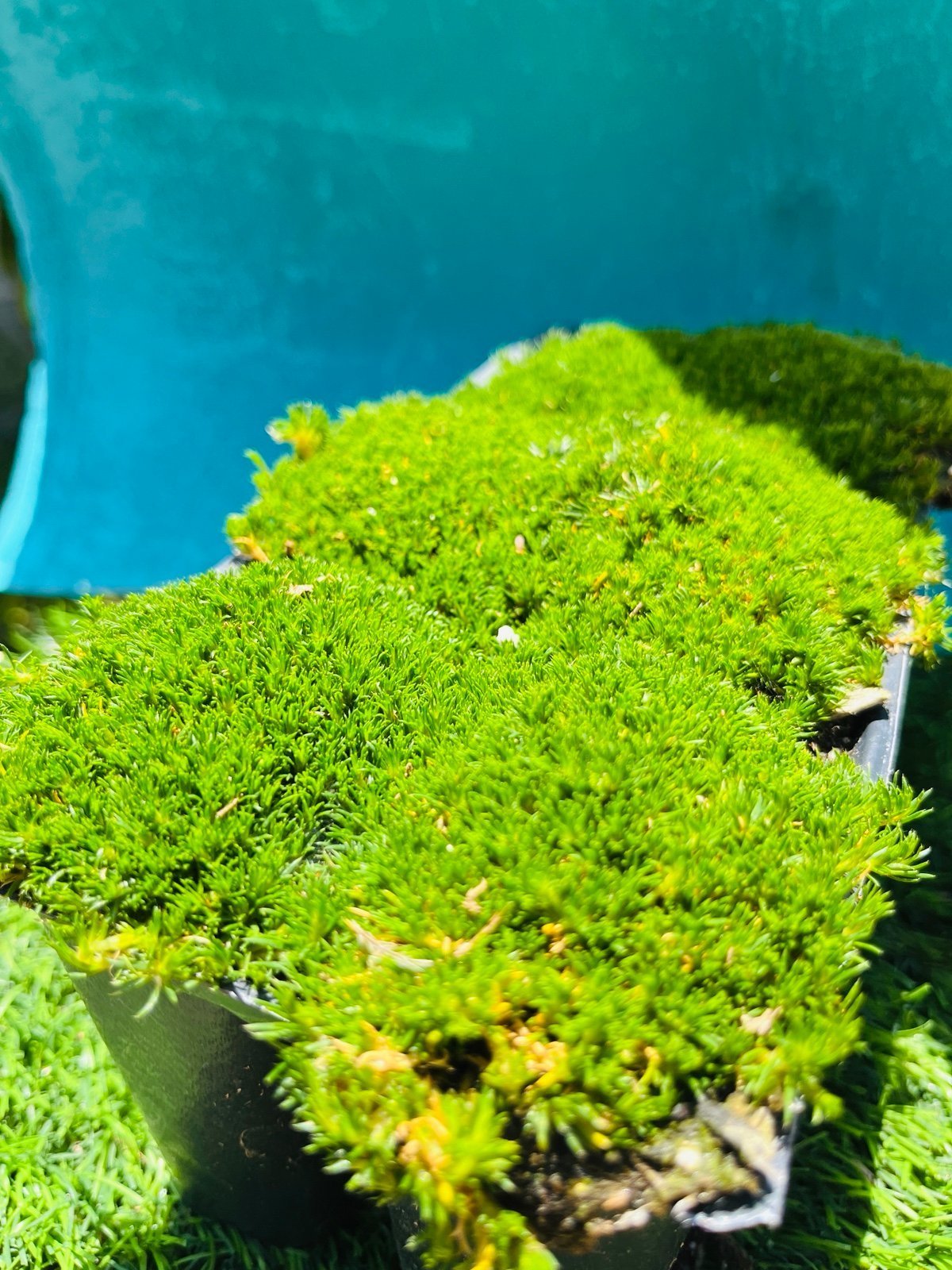 9 Irish Moss/Green Decorative - Live Plant - Fully Rooted